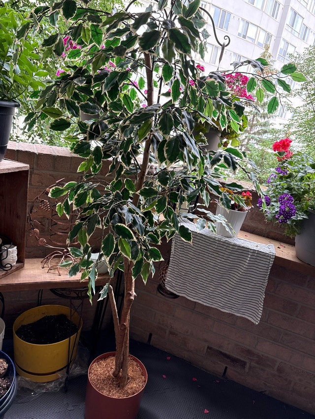 Artificial Ficus Tree