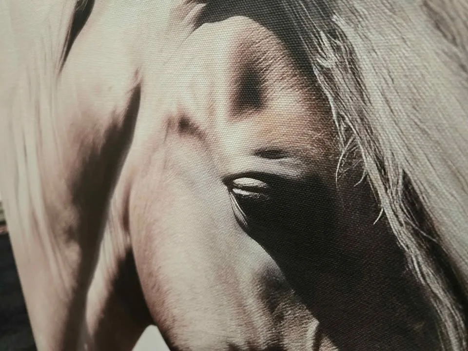 Wall art horses wrapped canvas picture. It's available if image indicator(2)