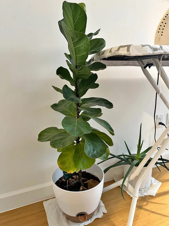 Real indoor houseplant (Fiddle leaf) and white pot