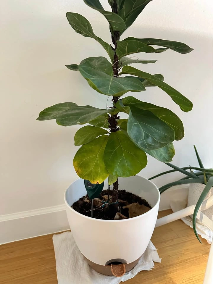 Real indoor houseplant (Fiddle leaf) and white pot - photo 2