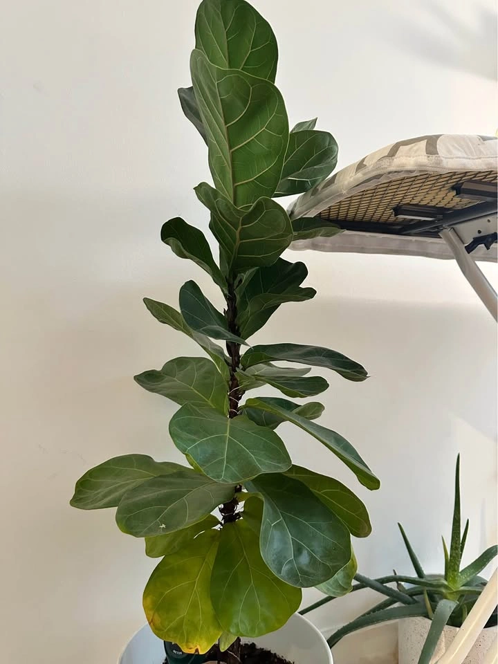 Real indoor houseplant (Fiddle leaf) and white pot - photo 3