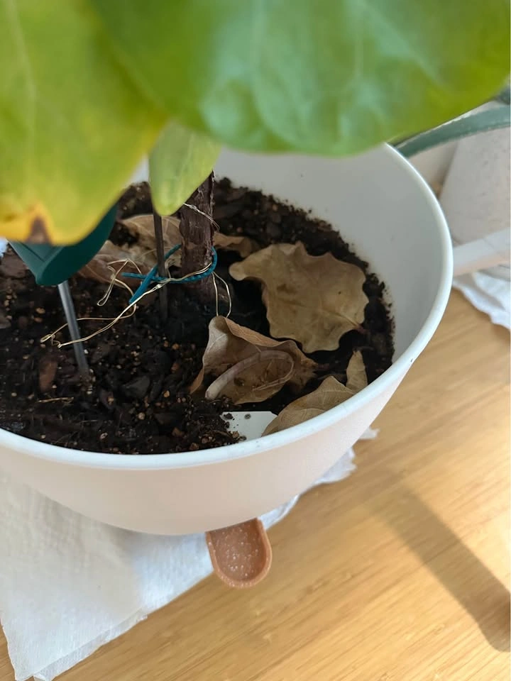 Real indoor houseplant (Fiddle leaf) and white pot - photo 4