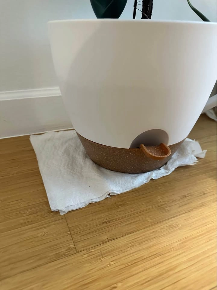 Real indoor houseplant (Fiddle leaf) and white pot - photo 5