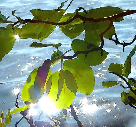 Arbutus Leaves Closeup - photo 2