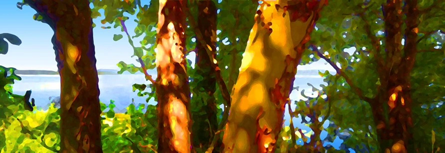 Arbutus and Pacific - photo 2