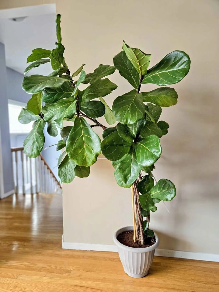 Fiddle leaf fig