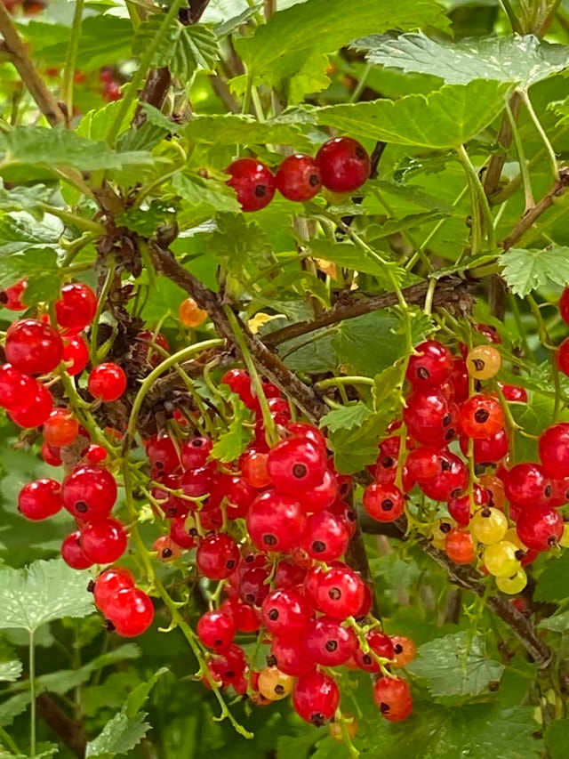 Red currant $10 per pound