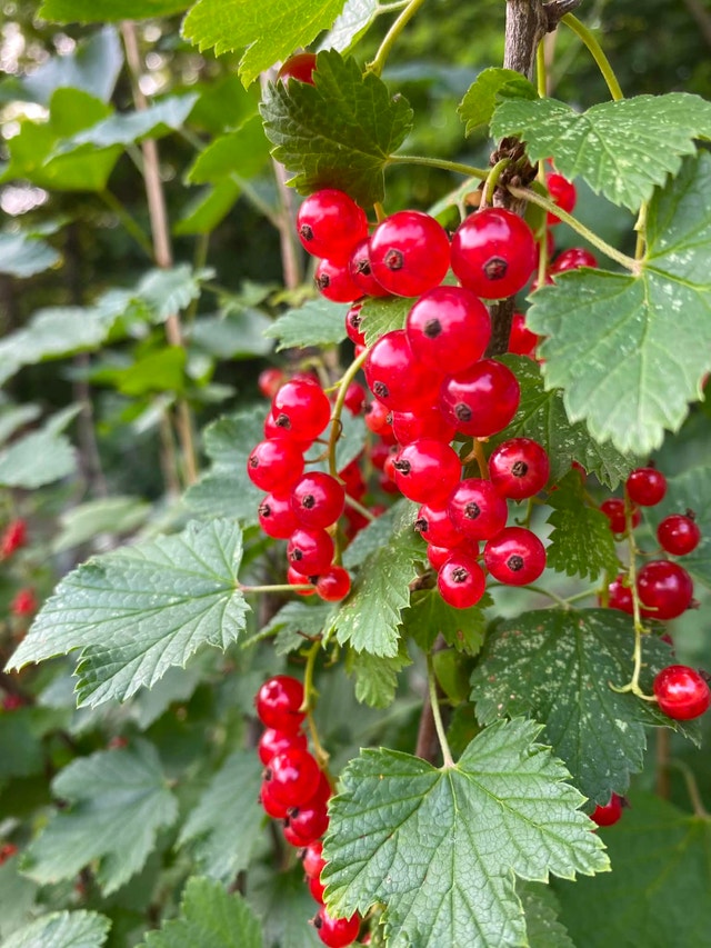 Red currant $10 per pound - photo 2