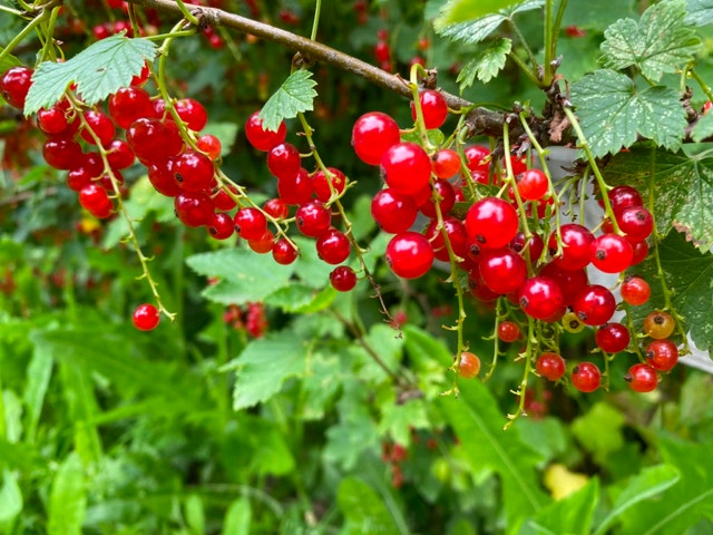Red currant $10 per pound - photo 3