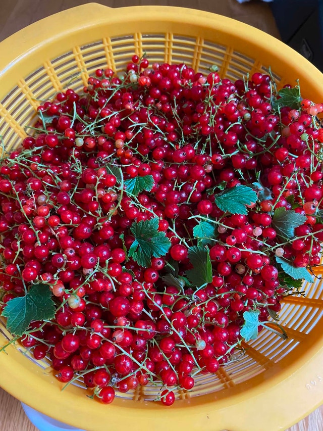 Red currant $10 per pound - photo 4