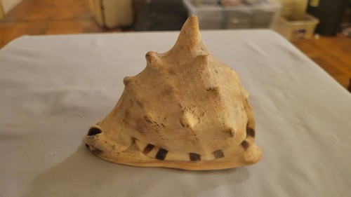 Vintage Horned Helmet Shell - Cassis Cornuta - Large 4" Shell