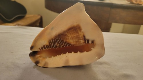 Vintage Horned Helmet Shell - Cassis Cornuta - Large 4" Shell - photo 2