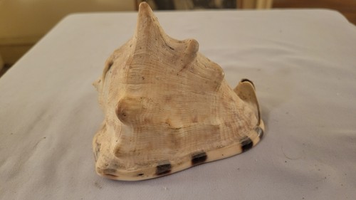 Vintage Horned Helmet Shell - Cassis Cornuta - Large 4" Shell - photo 3