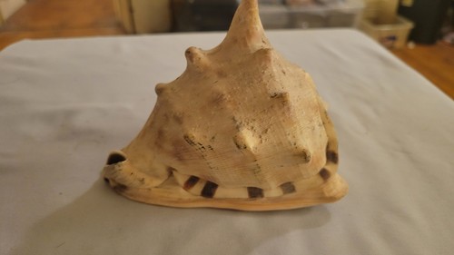Vintage Horned Helmet Shell - Cassis Cornuta - Large 4" Shell - photo 4