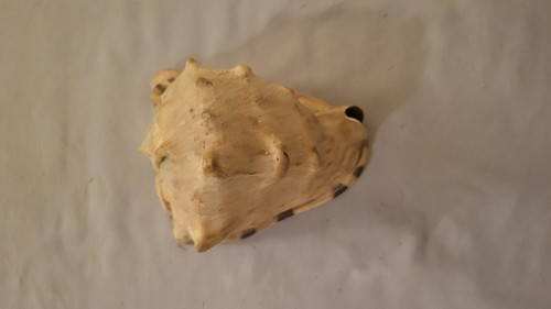 Vintage Horned Helmet Shell - Cassis Cornuta - Large 4" Shell - photo 5