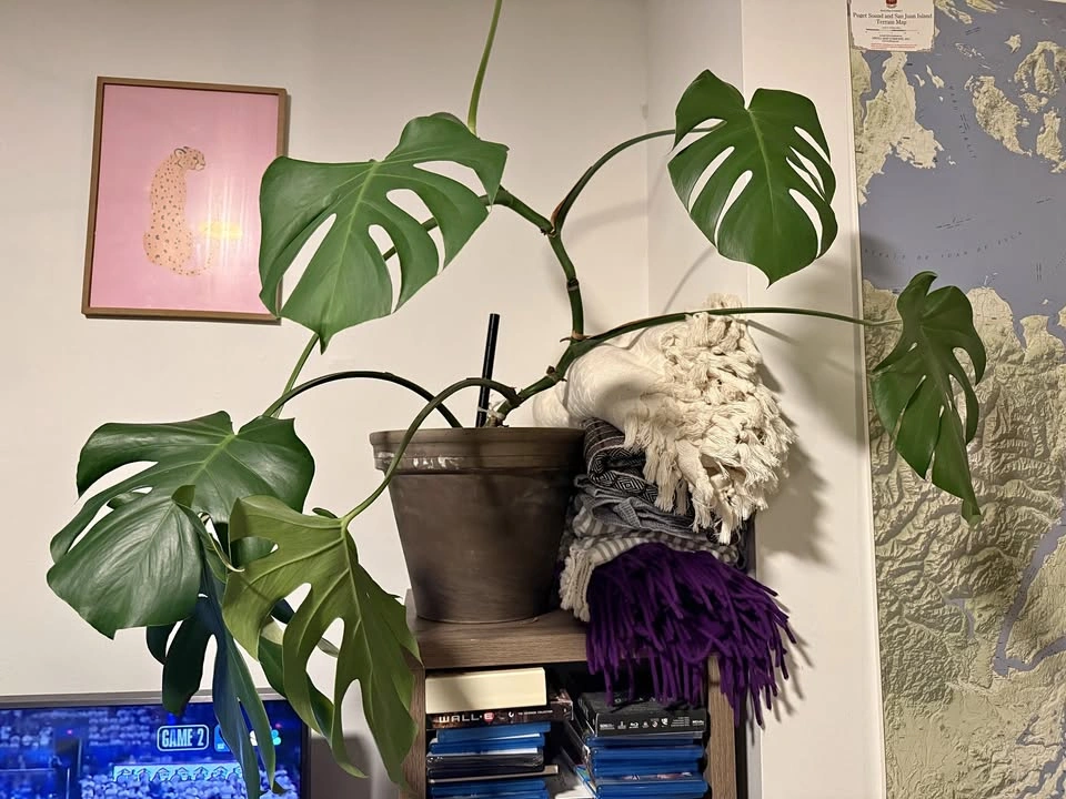 Monstera Plant & Pot