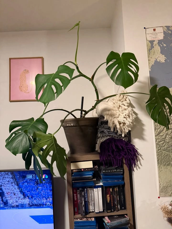 Monstera Plant & Pot - photo 2
