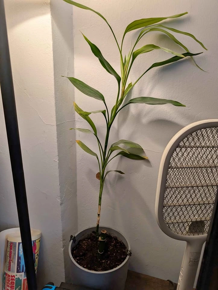 House plant - Lucky Bamboo