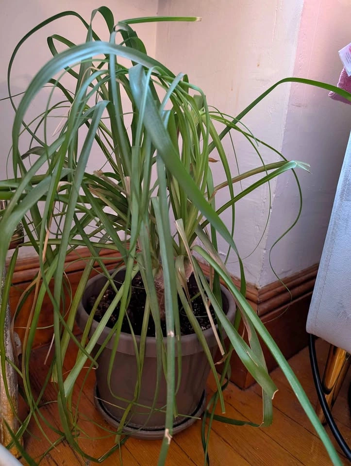 House plant