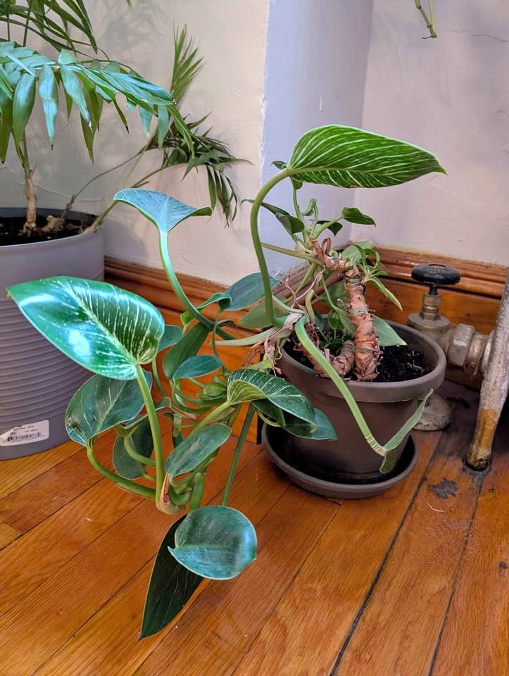House plant