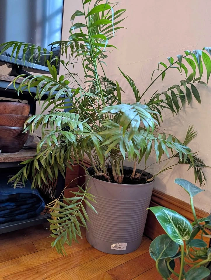 House plant - Parlor Palm