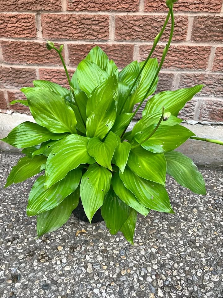 Healthy Hosta Perennial Plant – Shade Garden Favorite