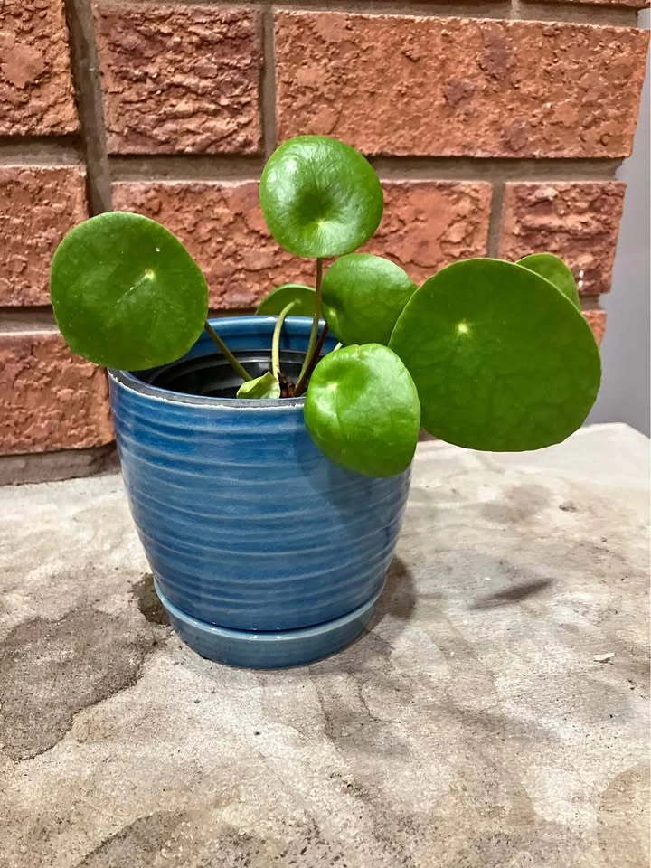 🌿 Pilea Peperomioides (Chinese Money Plant) @Mississauga