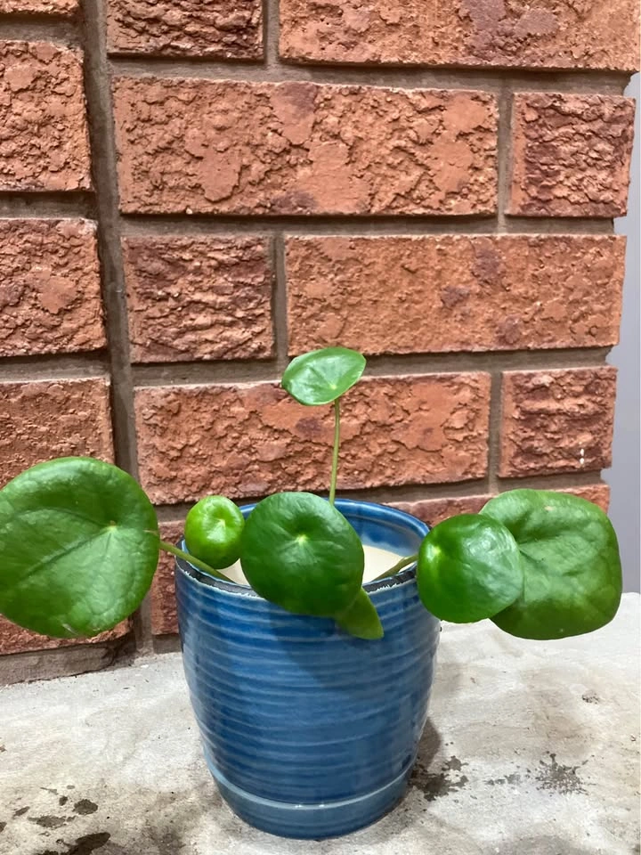 🌿 Pilea Peperomioides (Chinese Money Plant) @Mississauga - photo 2