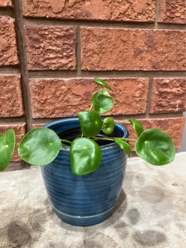 🌿 Pilea Peperomioides (Chinese Money Plant) @Mississauga - photo 3