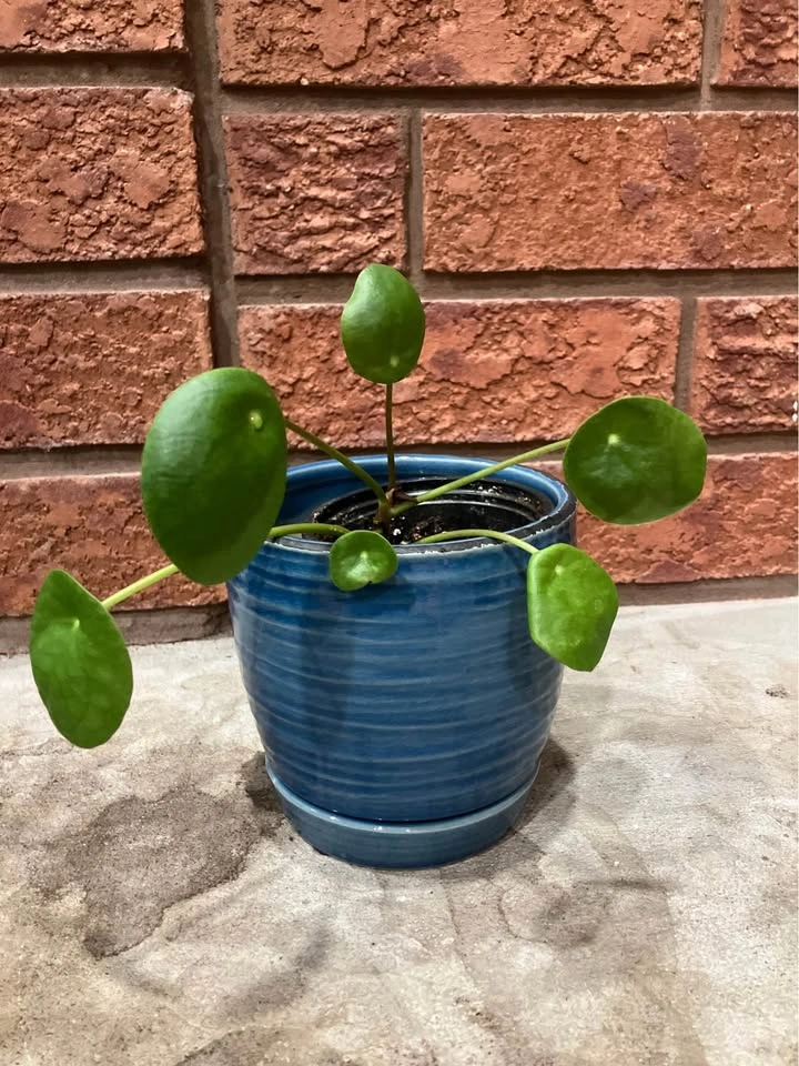 🌿 Pilea Peperomioides (Chinese Money Plant) @Mississauga - photo 4