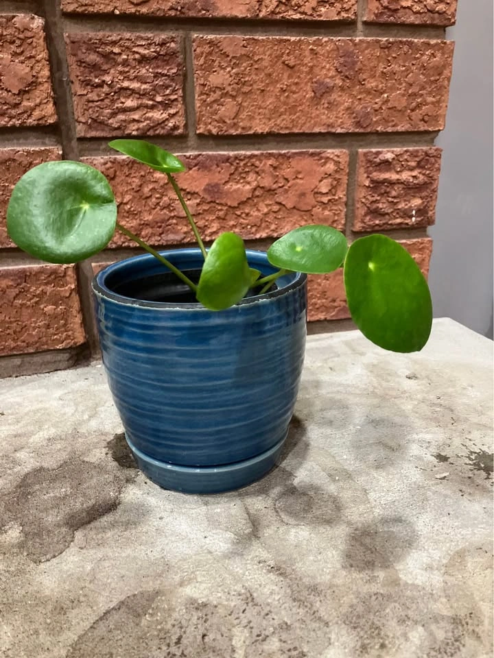 🌿 Pilea Peperomioides (Chinese Money Plant) @Mississauga - photo 5