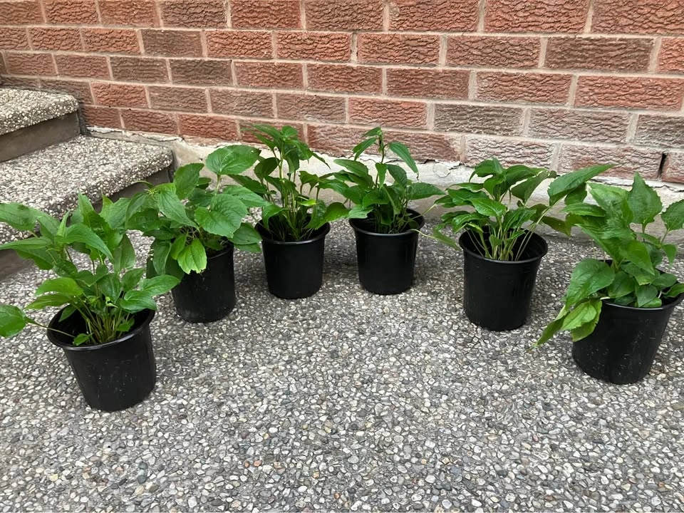 Purple corn perennial plant (echinacea) @ Mississauga - photo 2