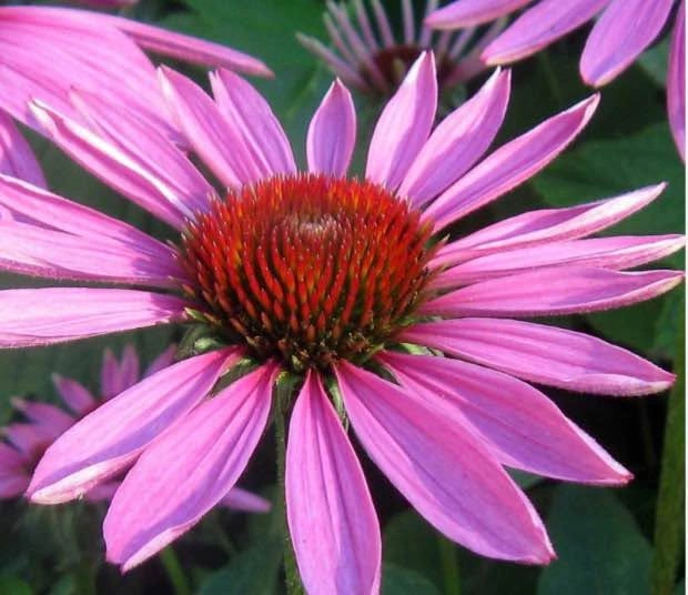 Purple corn perennial plant (echinacea) @ Mississauga - photo 3