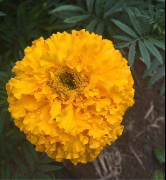 Crack Jack Marigold Annual Plant - Mississauga