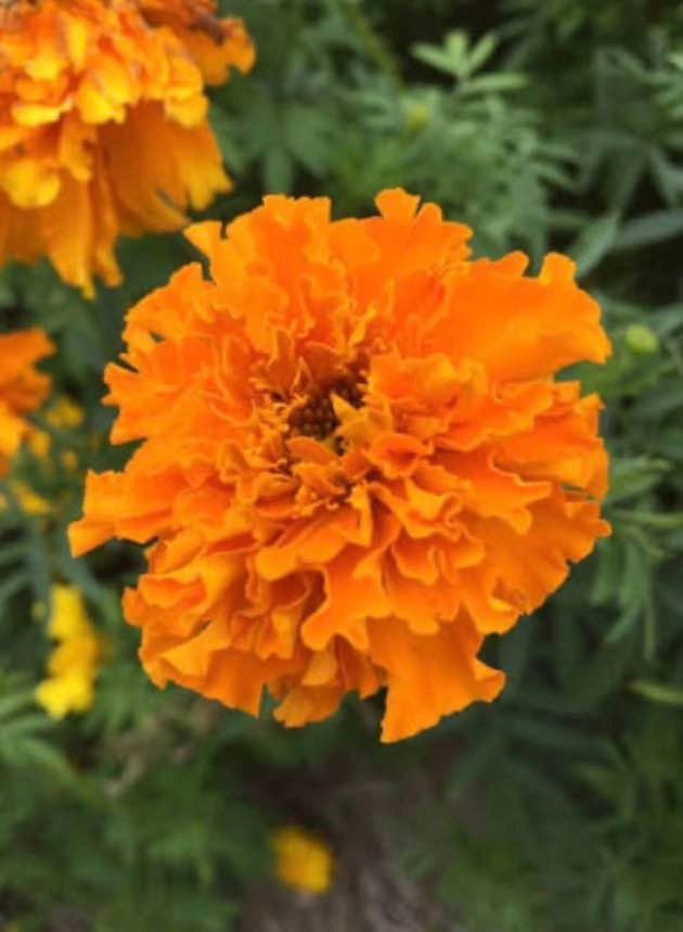 Crack Jack Marigold Annual Plant - Mississauga - photo 2