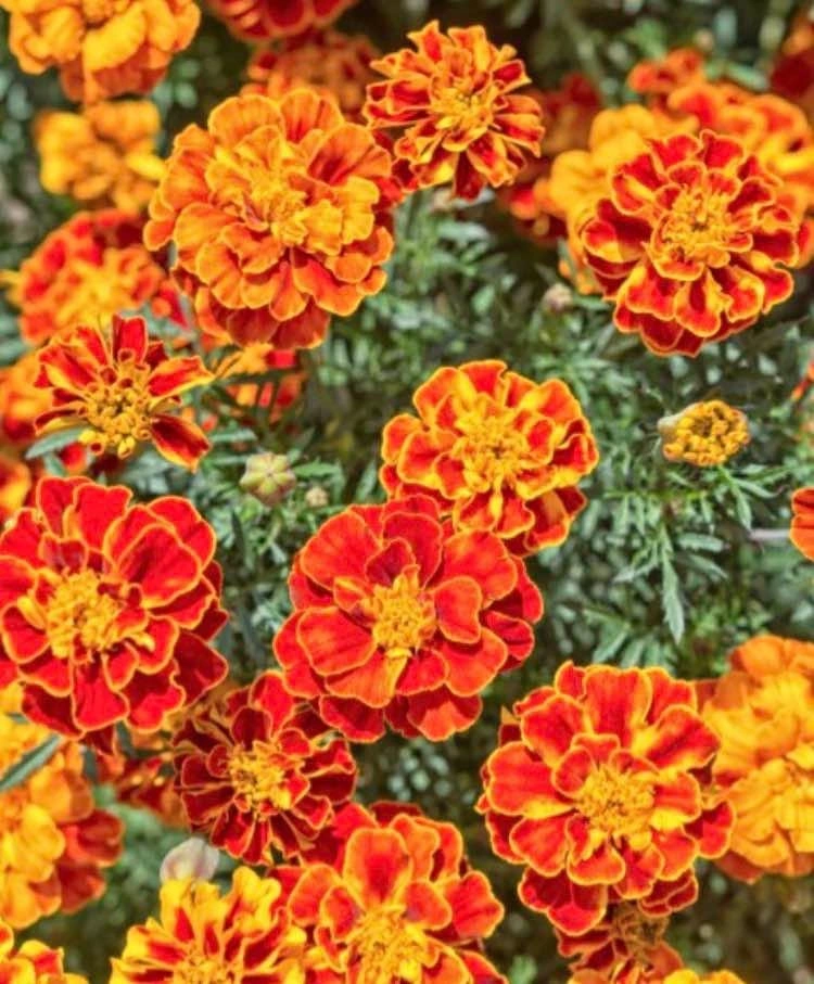 Healthy French Marigold annual Plant @Mississauga