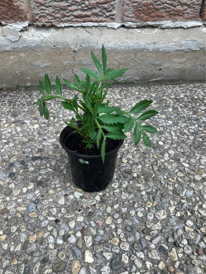 Healthy French Marigold annual Plant @Mississauga - photo 2