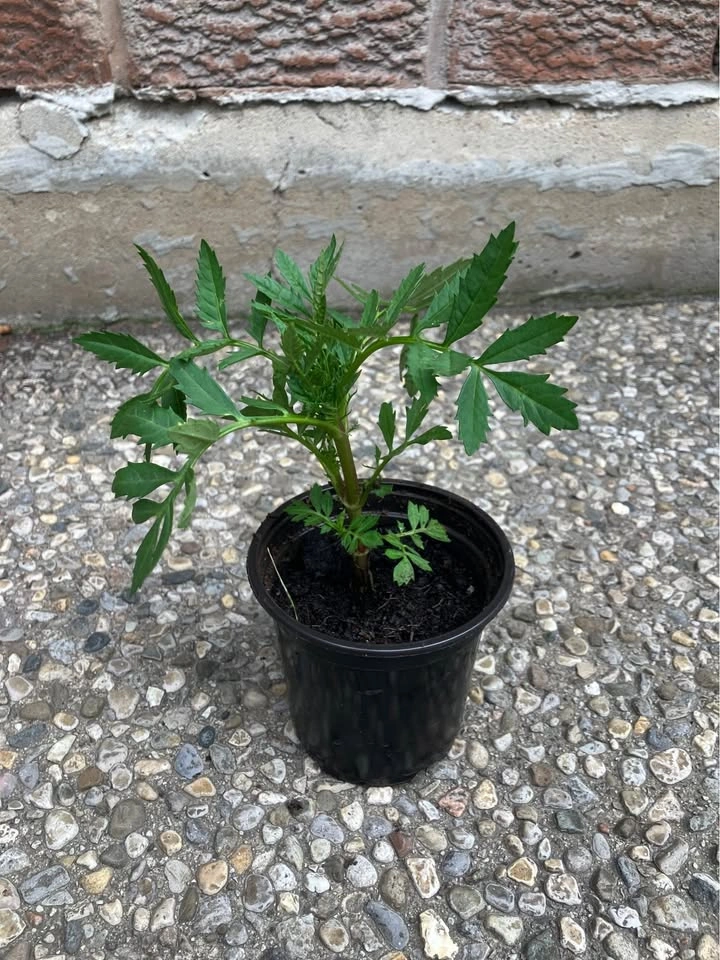 Healthy French Marigold annual Plant @Mississauga - photo 3