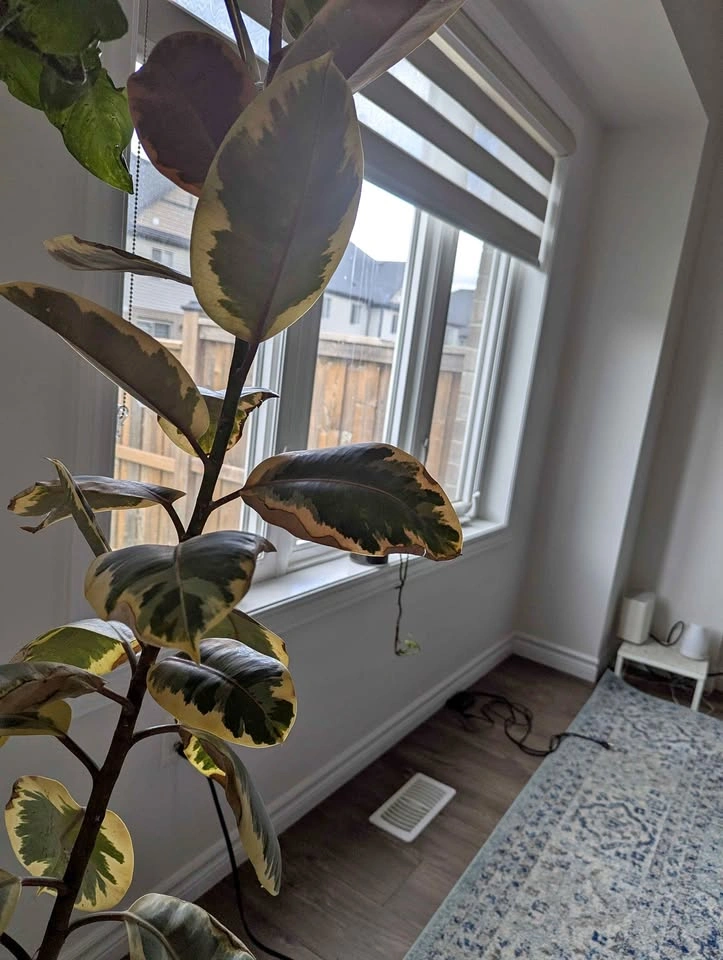 Plants sale ( read description)