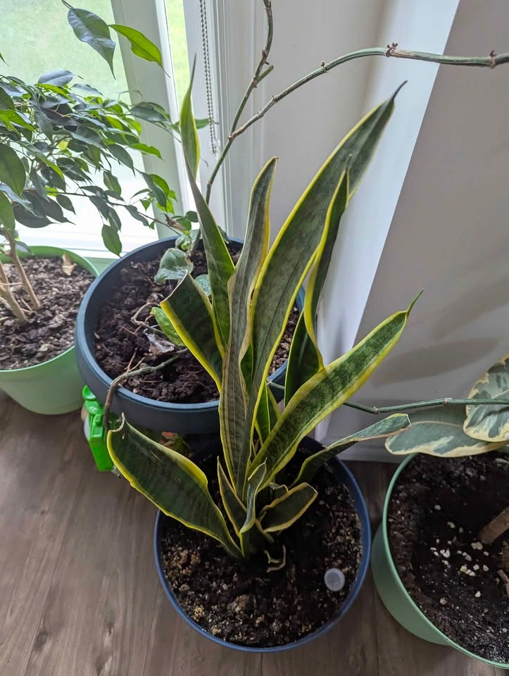 Plants sale ( read description) - photo 4