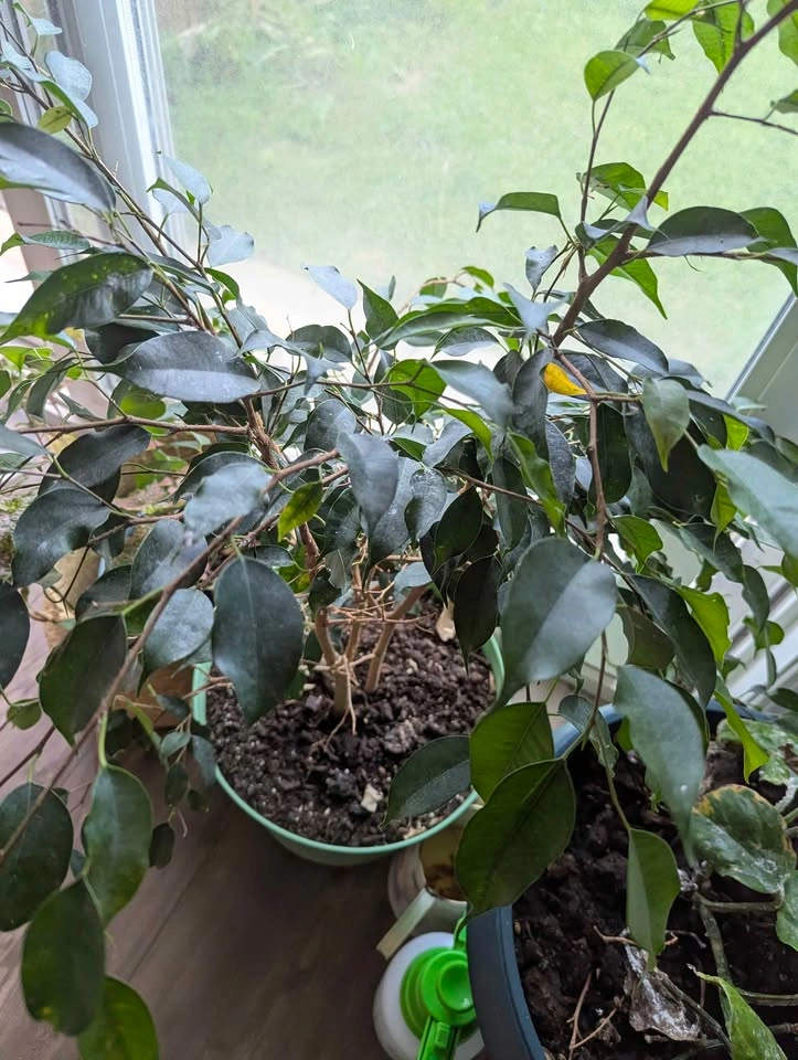 Plants sale ( read description) - photo 5
