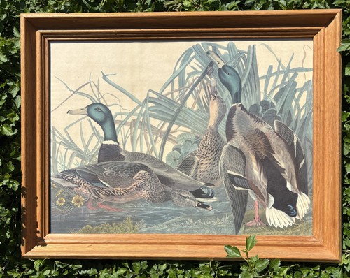 Framed Duck and goose pictures prints, ready for hanging - photo 3