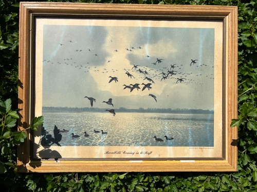 Framed Duck and goose pictures prints, ready for hanging - photo 5