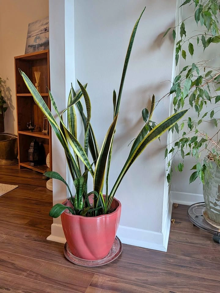 Snake Plant with Large Pink Ceramic Pot