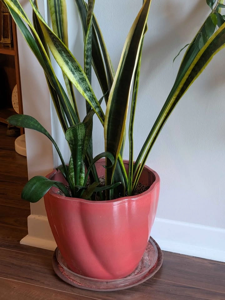 Snake Plant with Large Pink Ceramic Pot - photo 2