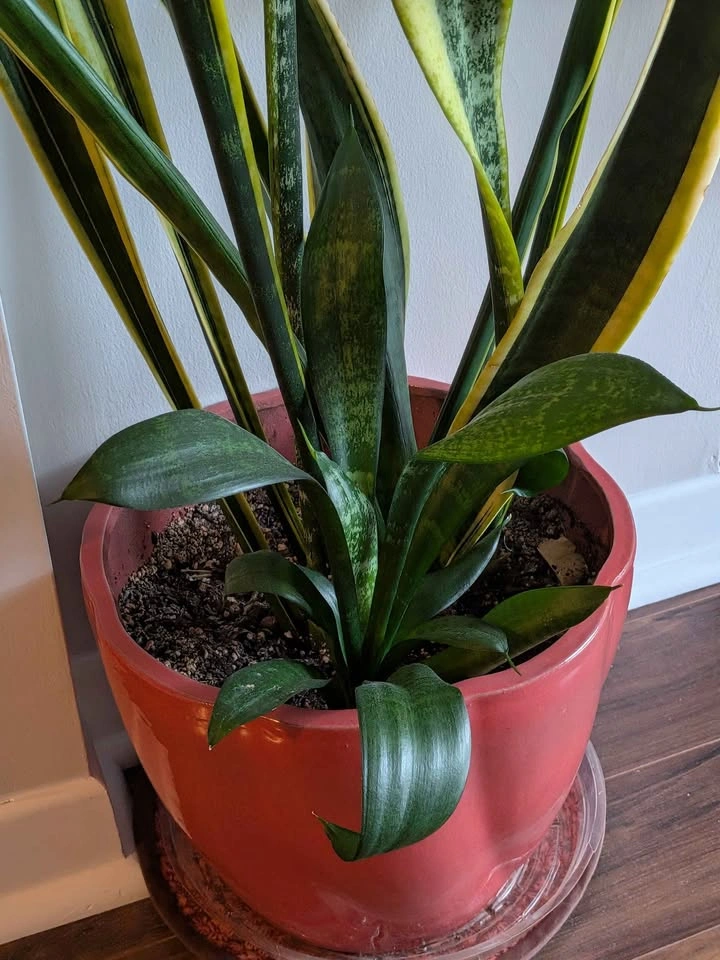 Snake Plant with Large Pink Ceramic Pot - photo 3