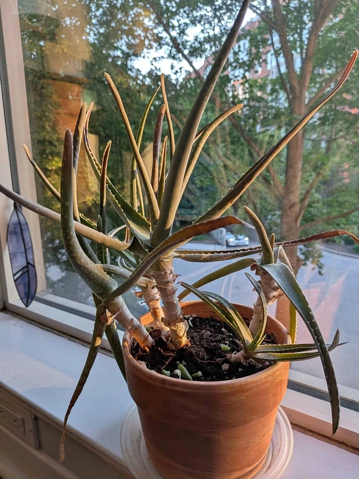 Aloe Vera Plant in Terracotta Pot