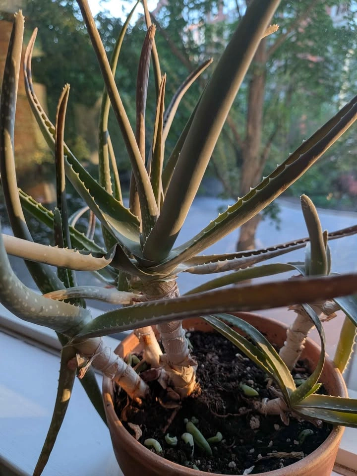 Aloe Vera Plant in Terracotta Pot - photo 2