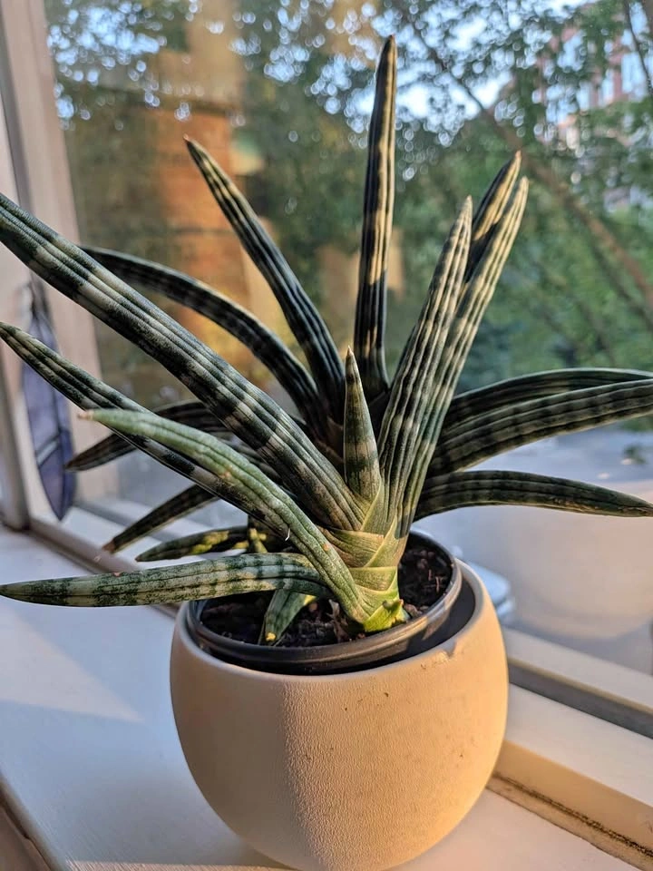 Sansevieria Cylindrica Snake Plant