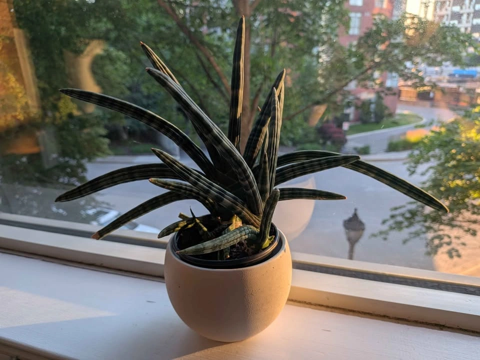 Sansevieria Cylindrica Snake Plant - photo 2